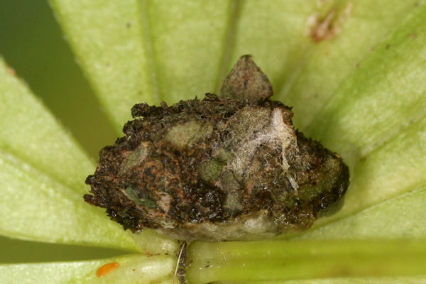 Coenotephria ablutaria: Bild 28