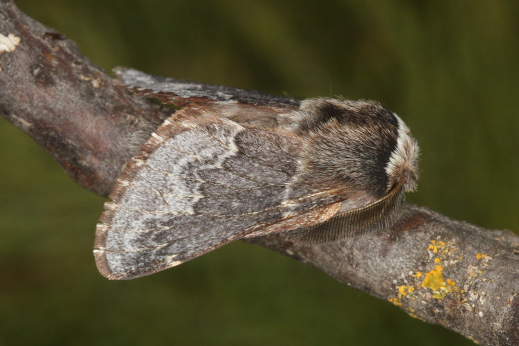 Poecilocampa alpina: Bild 7