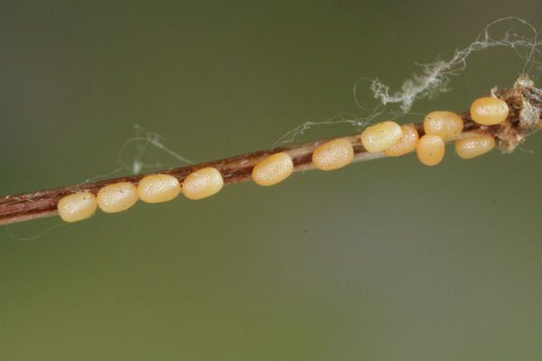 Coenotephria ablutaria hangayi: Bild 8