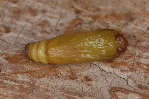 Coenotephria ablutaria hangayi: Bild 45