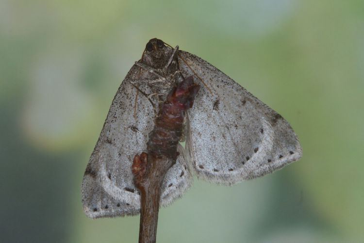 Aleucis distinctata: Bild 10