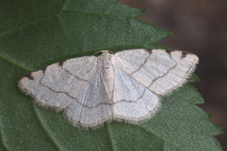 Stegania trimaculata: Bild 12