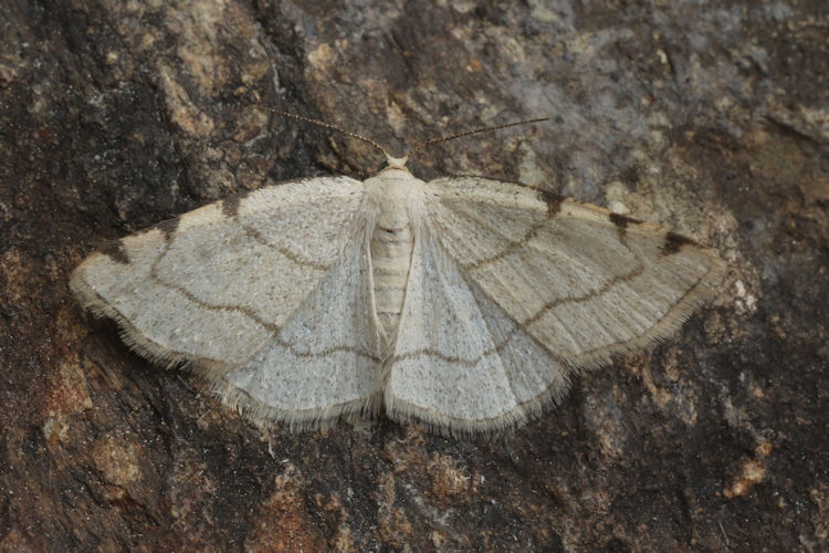 Stegania trimaculata: Bild 13