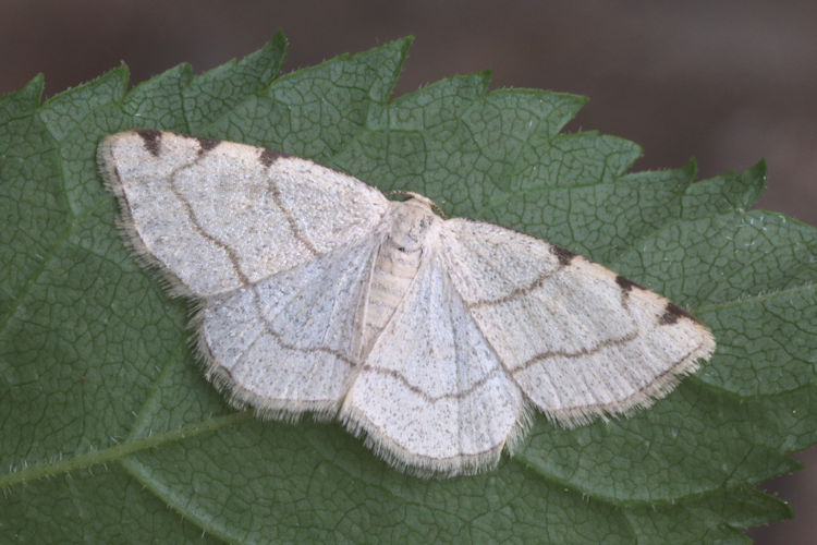 Stegania trimaculata: Bild 15