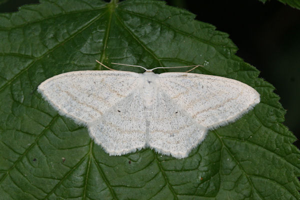 Scopula umbelaria: Bild 1