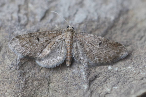 Eupithecia denotata: Bild 5