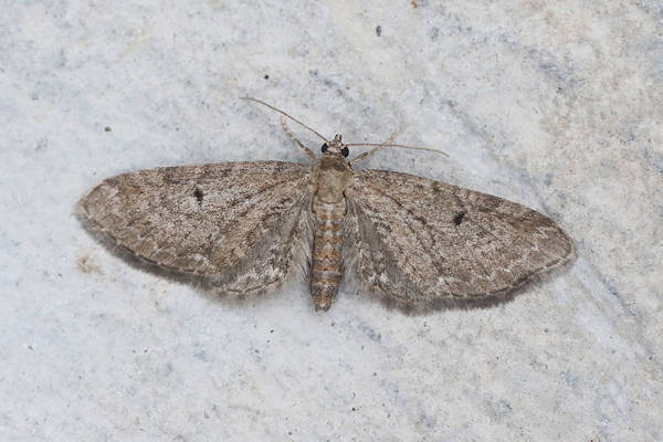 Eupithecia denotata: Bild 7