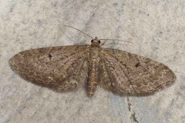 Eupithecia denotata: Bild 8