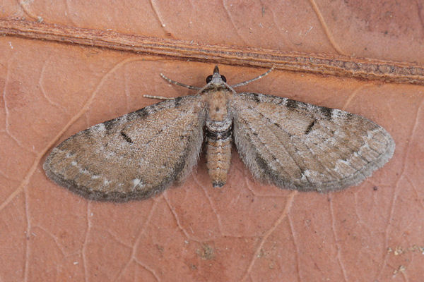 Eupithecia absinthiata: Bild 6