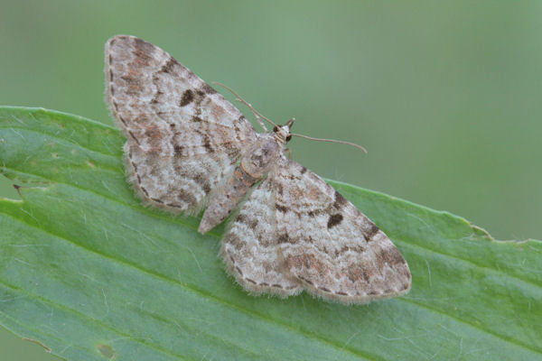 Eupithecia abietaria: Bild 2