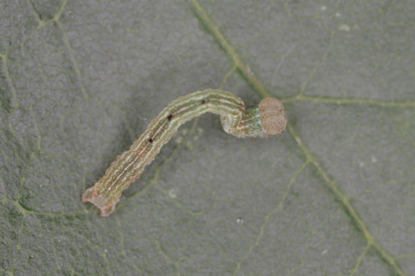 Cyclophora annularia: Bild 36