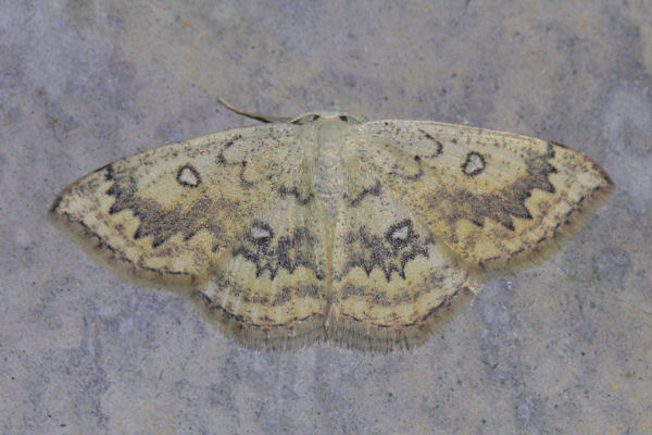 Cyclophora annularia: Bild 13