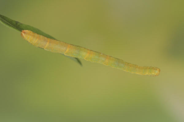 Eupithecia orphnata: Bild 4