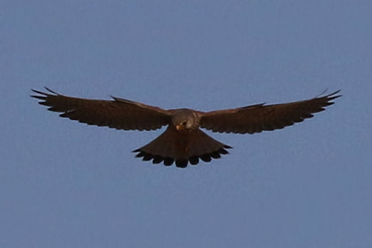 Falco tinnunculus: Bild 1