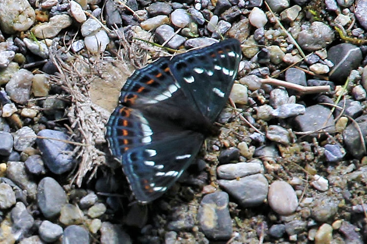 Limenitis populi: Bild 12