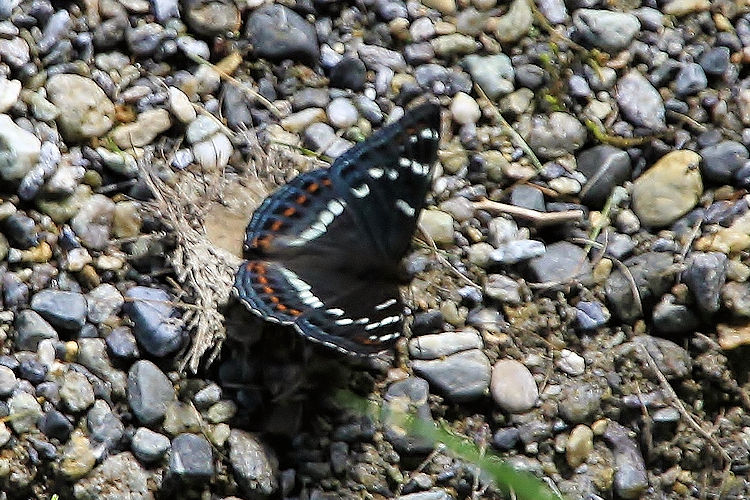 Limenitis populi: Bild 13