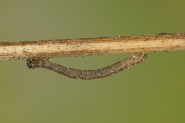 Idaea serpentata: Bild 4