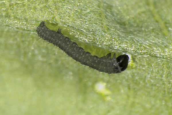 Agriopis leucophaearia: Bild 9
