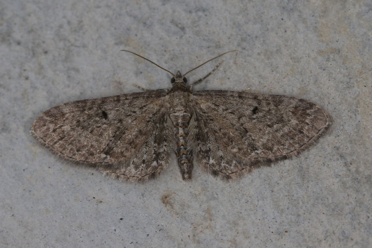 Eupithecia denotata: Bild 1