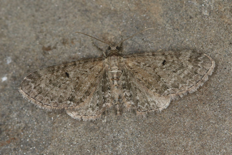 Eupithecia denotata: Bild 2