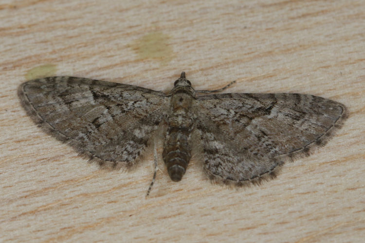 Eupithecia pusillata: Bild 22