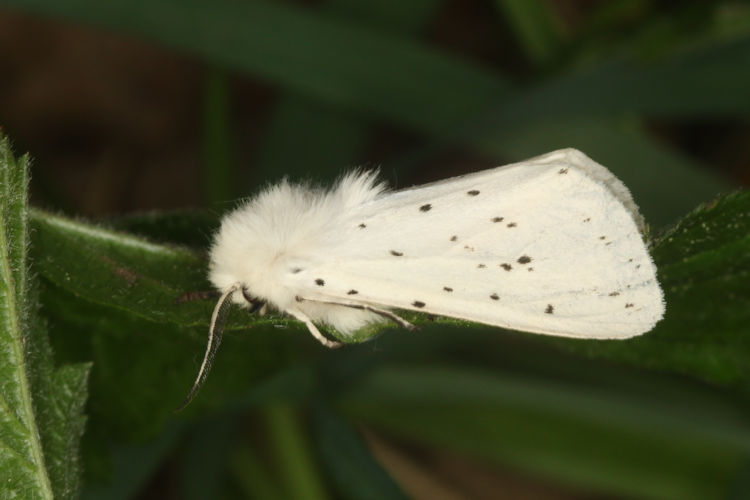 Spilosoma lubricipeda: Bild 7