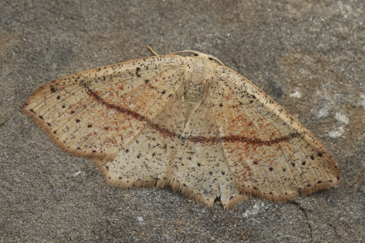 Cyclophora punctaria: Bild 2