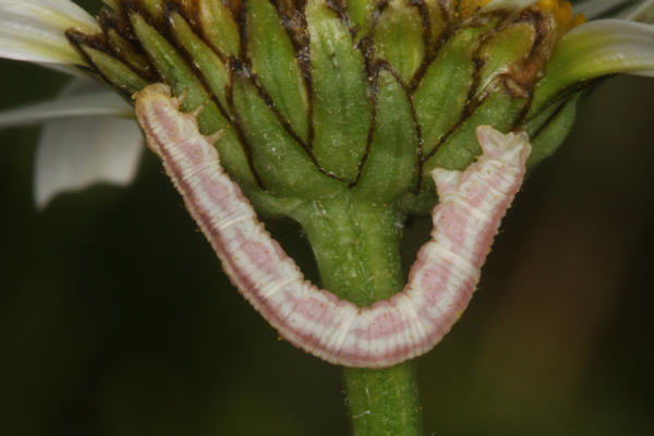 Eupithecia centaureata: Bild 24
