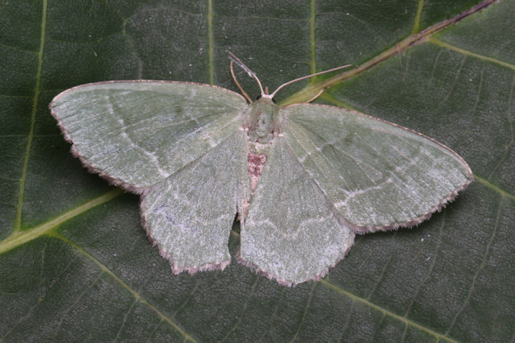 Hemithea aestivaria: Bild 13