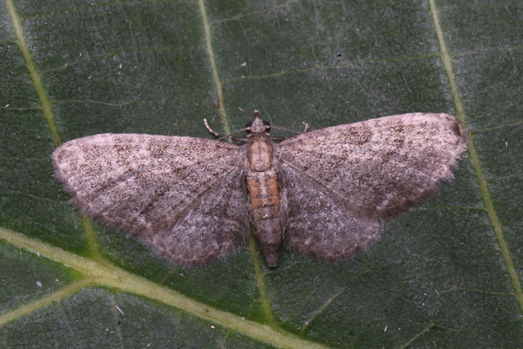 Eupithecia haworthiata: Bild 19