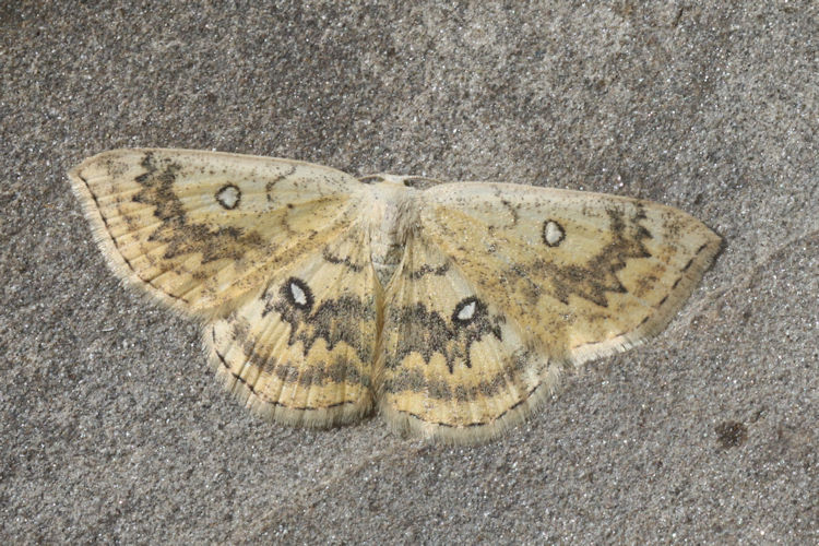 Cyclophora annularia: Bild 14