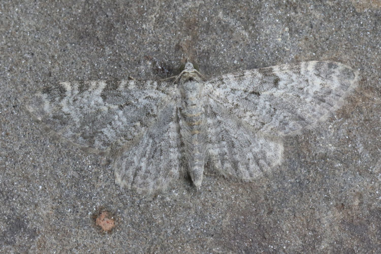 Eupithecia impurata: Bild 5