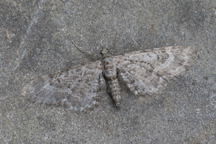 Eupithecia subumbrata: Bild 6