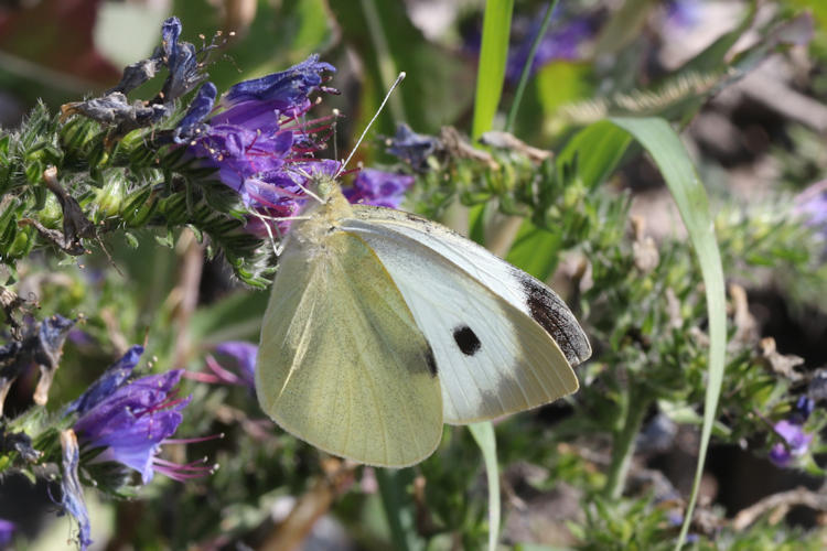 Pieris brassicae: Bild 27