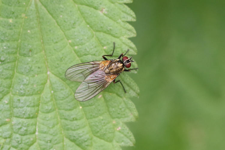 Diptera sp.: Bild 8