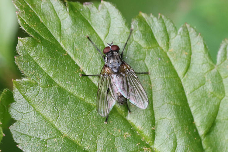 Diptera sp.: Bild 9