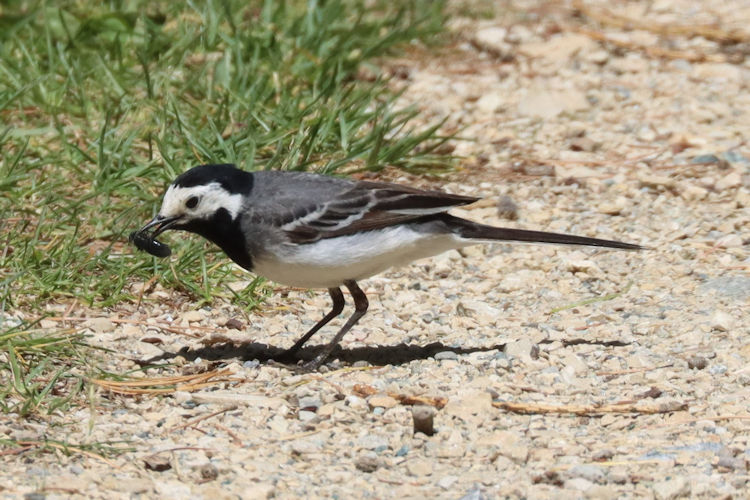 Motacilla alba: Bild 7