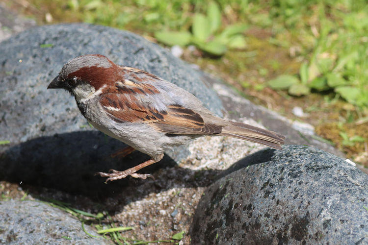 Passer domesticus: Bild 2