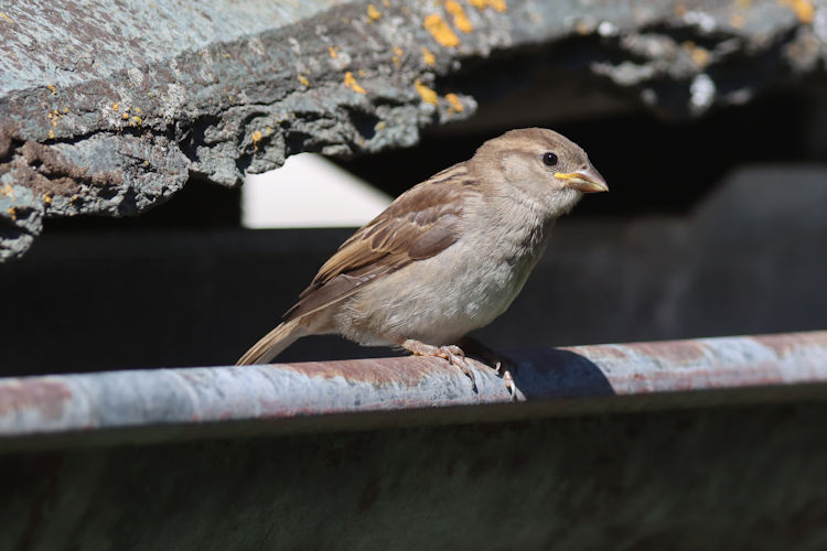 Passer domesticus: Bild 4