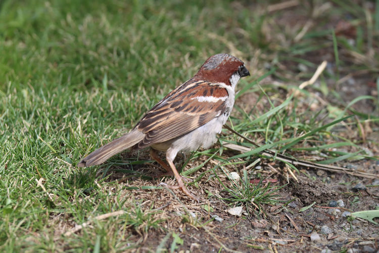 Passer domesticus: Bild 5