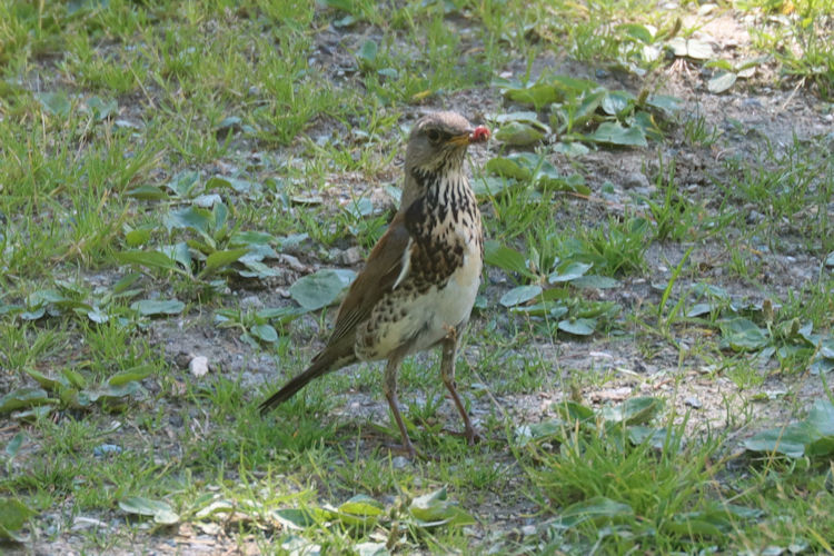 Turdus pilaris: Bild 2