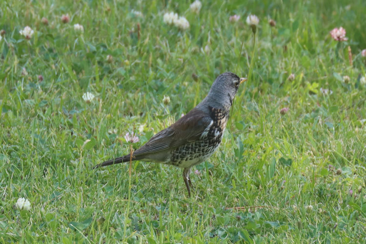 Turdus pilaris: Bild 3