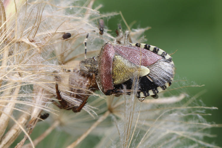 Dolycoris baccarum: Bild 1