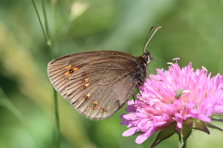 Erebia alberganus alberganus: Bild 14