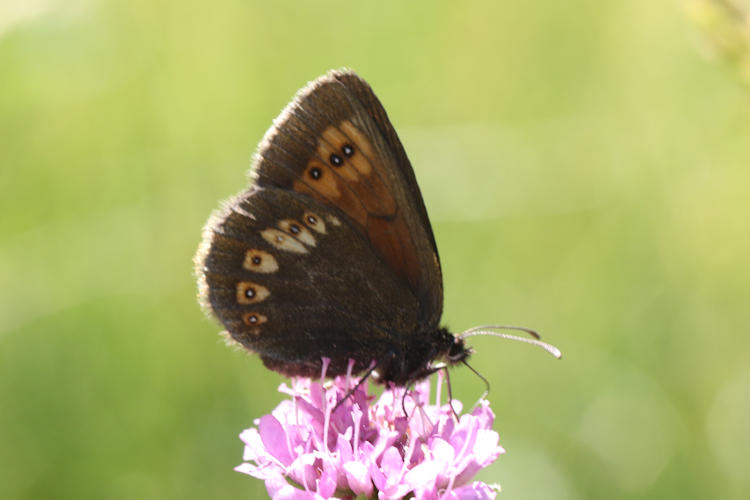 Erebia alberganus alberganus: Bild 15