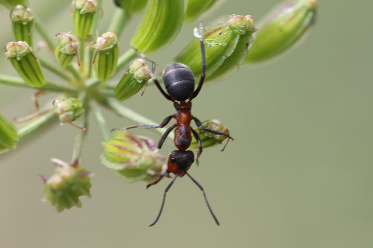 Formica pratensis: Bild 2