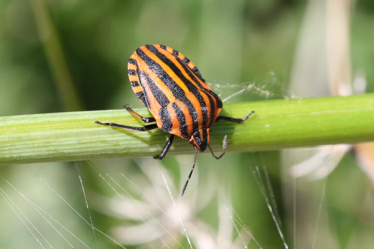 Graphosoma italicum: Bild 1