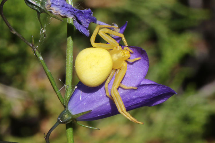 Misumena vatia: Bild 2