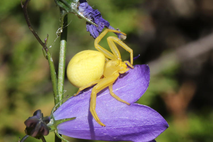 Misumena vatia: Bild 3