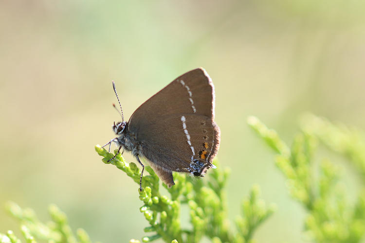 Satyrium spini: Bild 41